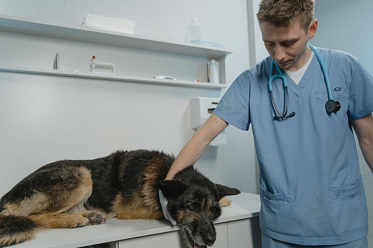 Veterinarian