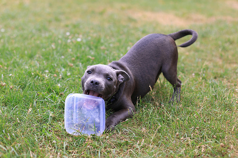 Dog playing on grass