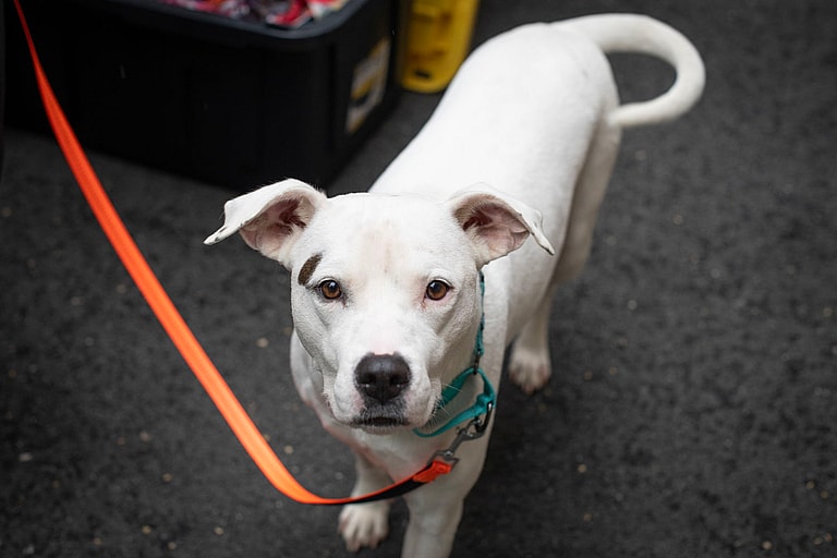 Ivy (Junebug) - ADOPTION PENDING!!!