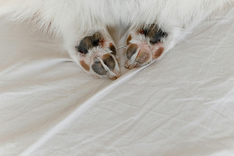 Why Do Your Dog’s Paws Smell Like Fritos