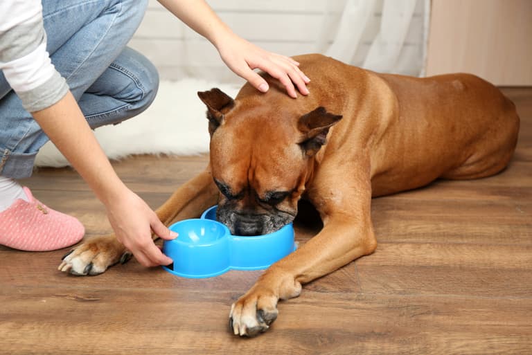 Dehydration in Dogs