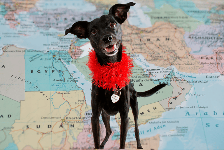 Black Dog Names