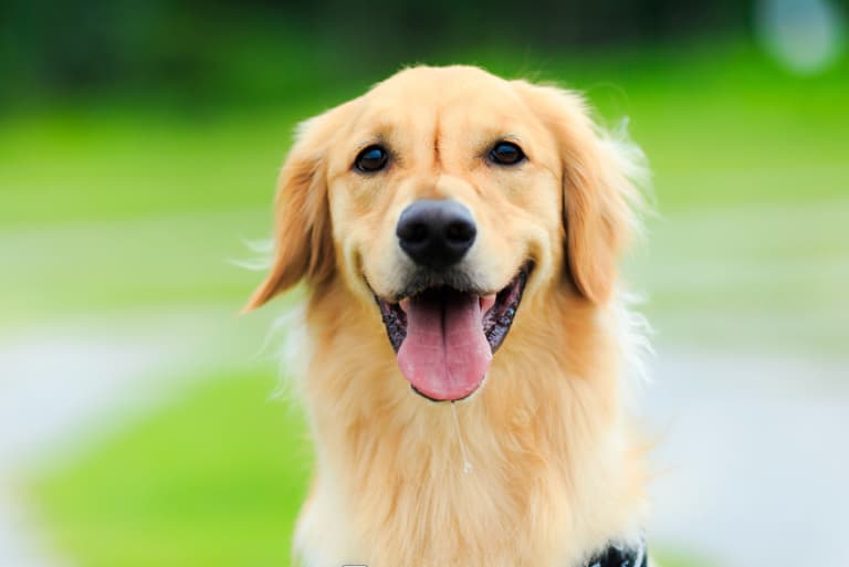Golden Retriever Names