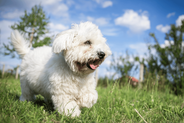 Coton de Tulear Dog