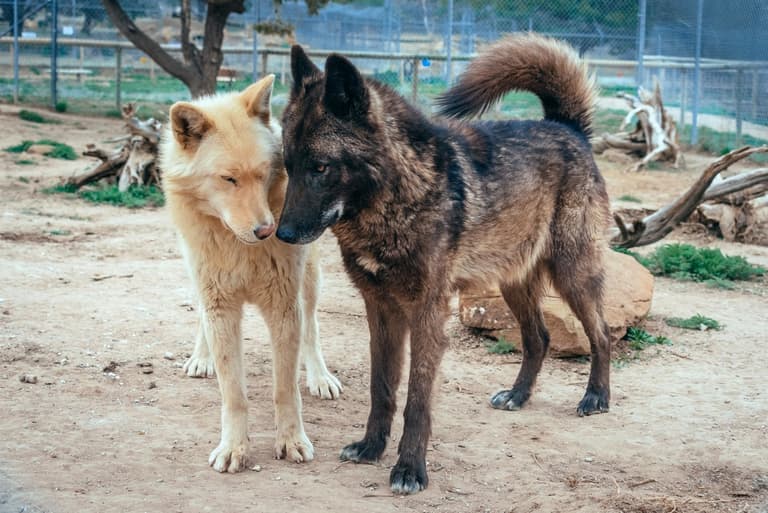 Wolfdog
