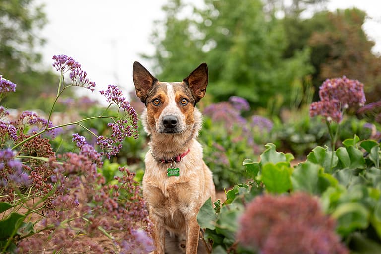 Dog up for adoption - Marco