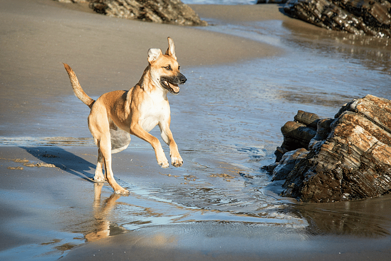 Breeds That Pioneered America-Mountain Cur