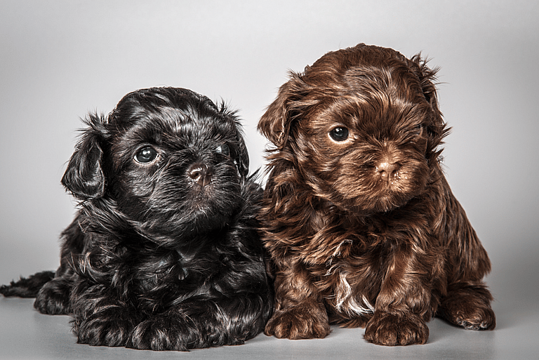 Russian Bolonka puppies