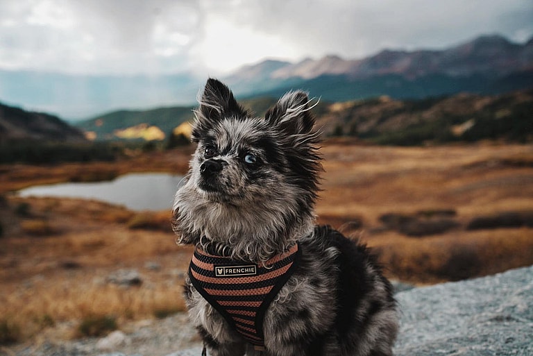 Blue Merle Pomeranian