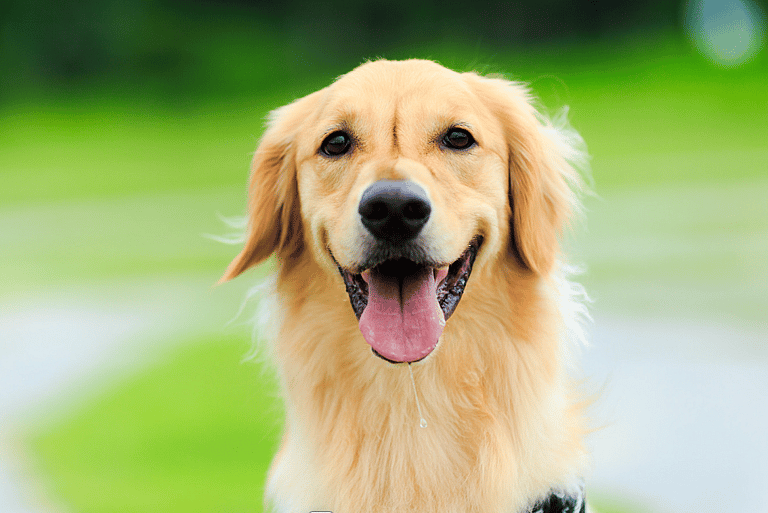 Golden Retriever Names