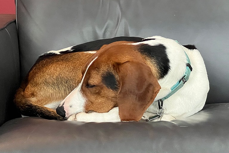 Dog Rescue: Lost Coonhound Miraculously Survives 20-Ft Cliff Fall!