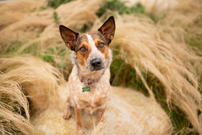 Dog up for adoption - Marco