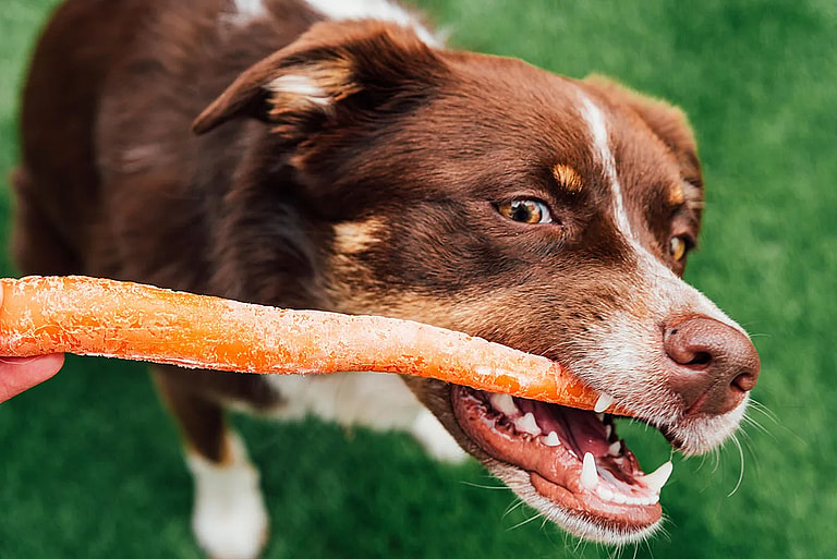 Can Dogs Eat Carrots?