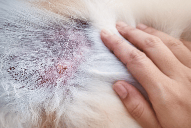 Cytopoint Injection for Dogs