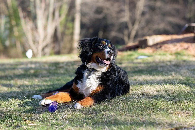 Bernese Mountain dog lying on the grass with tongue out, the Bernese Mountain dog's lifespan is 7-10 years