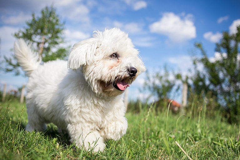 Coton de Tulear Dog