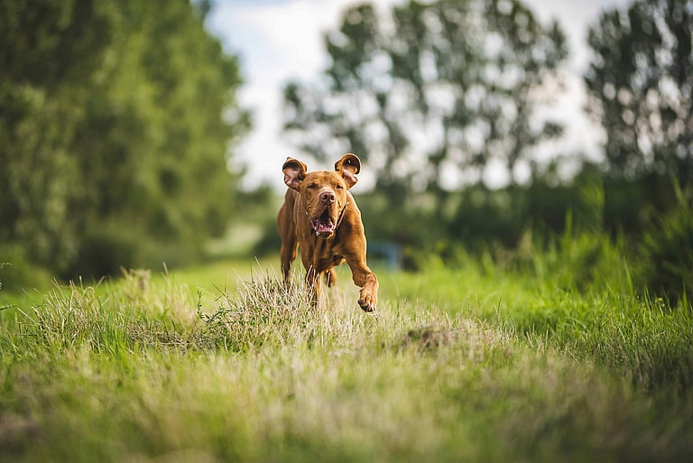 Dog running in a field of grass, dog owners should be aware of the effects of grass seeds in dogs