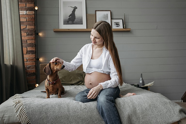 Dachshund sitting with pregnant owner on the bed, the answer to the question "can dogs sense pregnancy" is yes