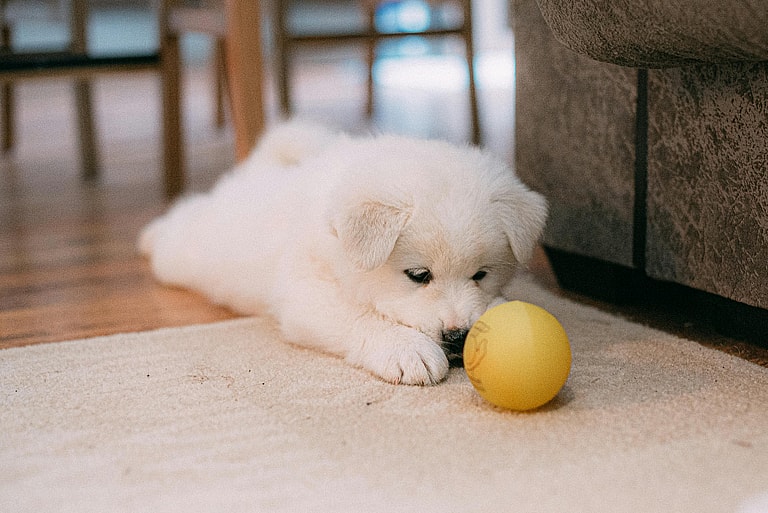 How to Puppy Proof Your Apartment Like a Pro