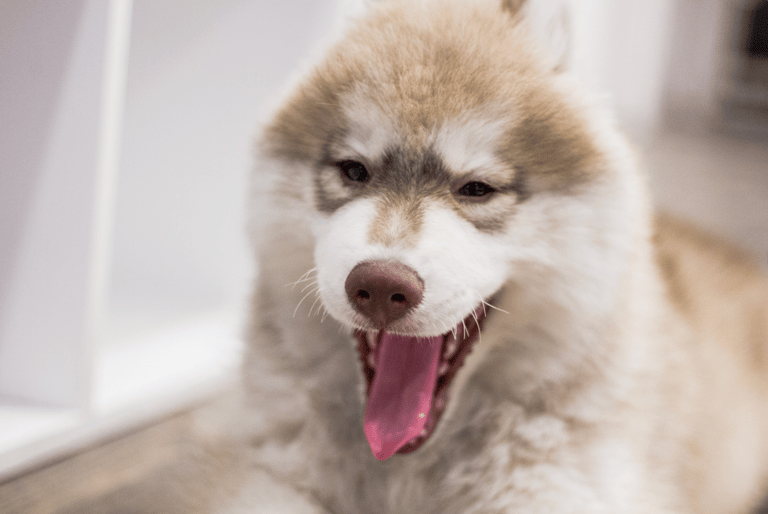 Barking dogs - Husky