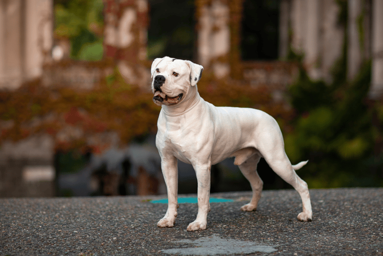 White Dog Names
