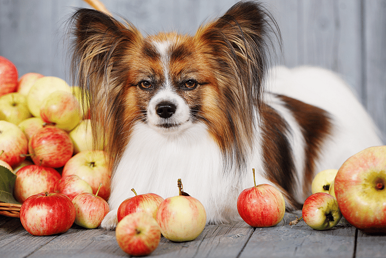 Can dogs eat apples?
