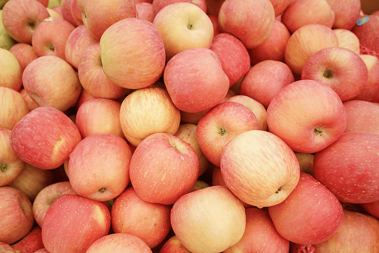 Can dogs eat apples?