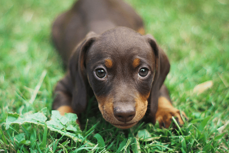 Mini Dachshund puppy