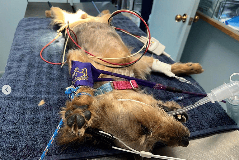 Neglected & Left to Die By Previous Owners, This Senior Yorkie is Ready to Love Again