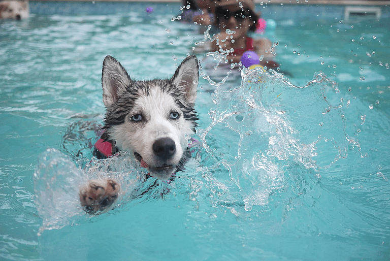 Do Dogs Like To Swim?