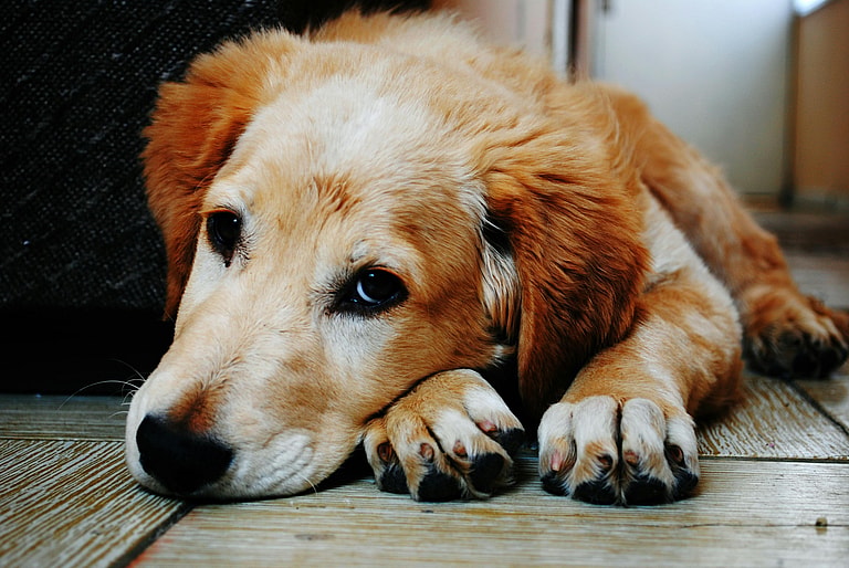 Unwell dog