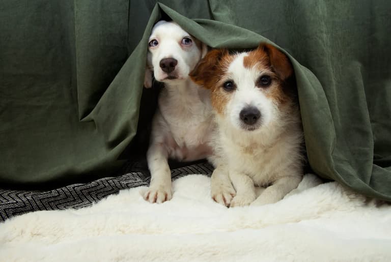 Dog with Separation Anxiety