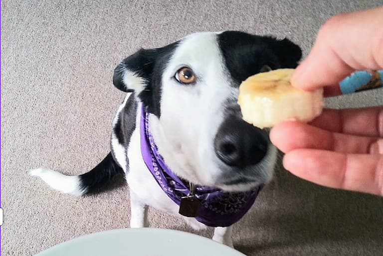 Can Dogs Eat Bananas? 