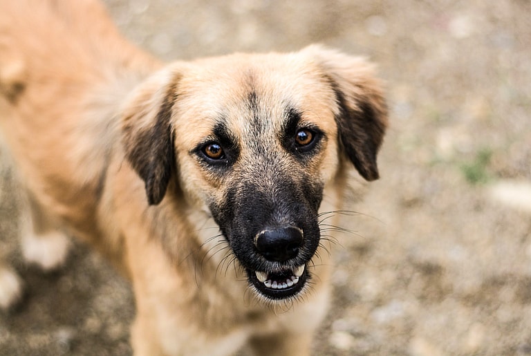 Breeds That Pioneered America-Mountain Cur