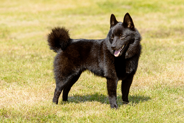 Schipperke Dog