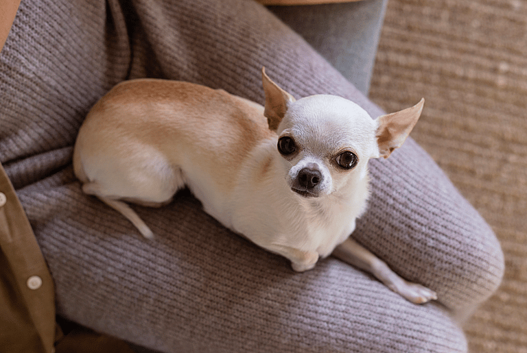 Barking dogs - Chihuahua