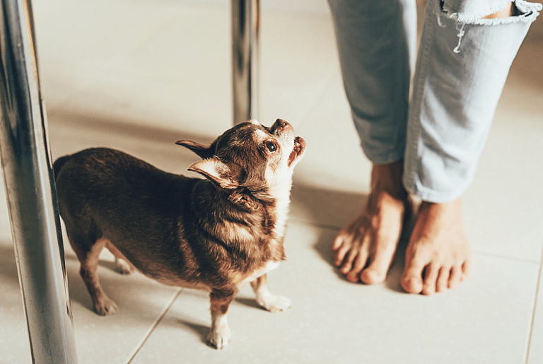 Chihuahuas are the Most Popular Dog. But are They the Most Overrated?