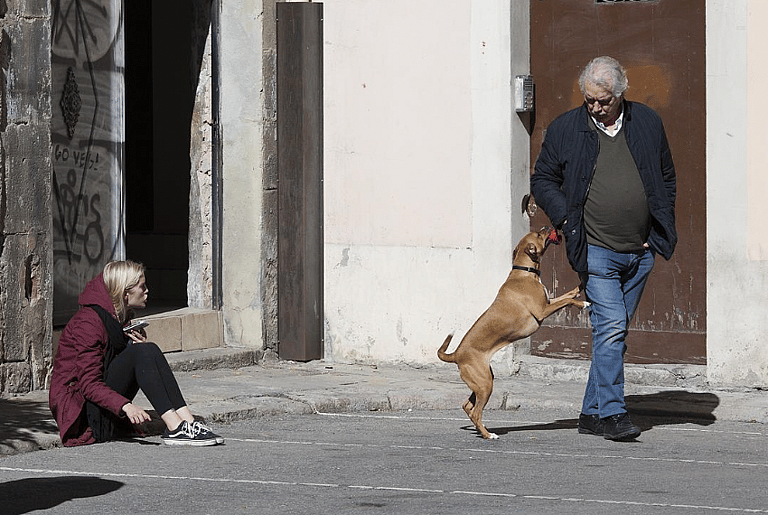 Annoying Dog Owner Traits