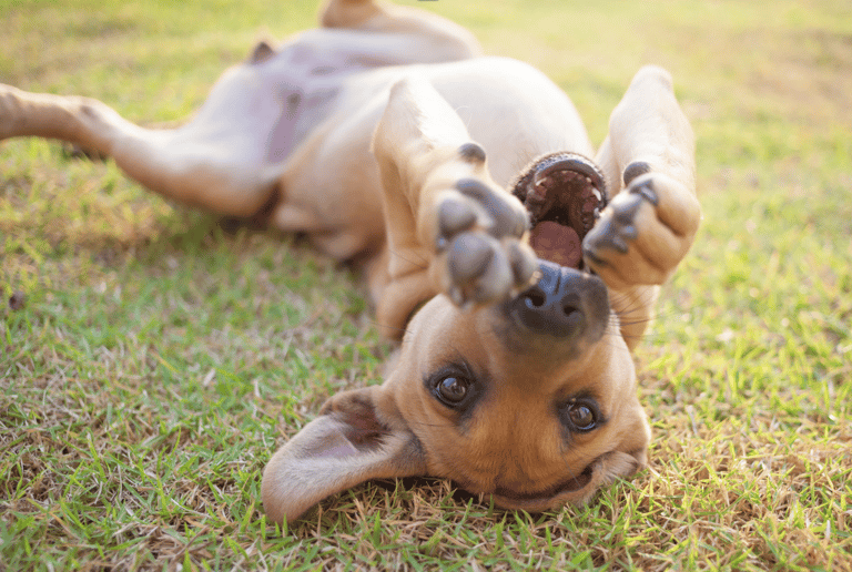 Funny Dog Names