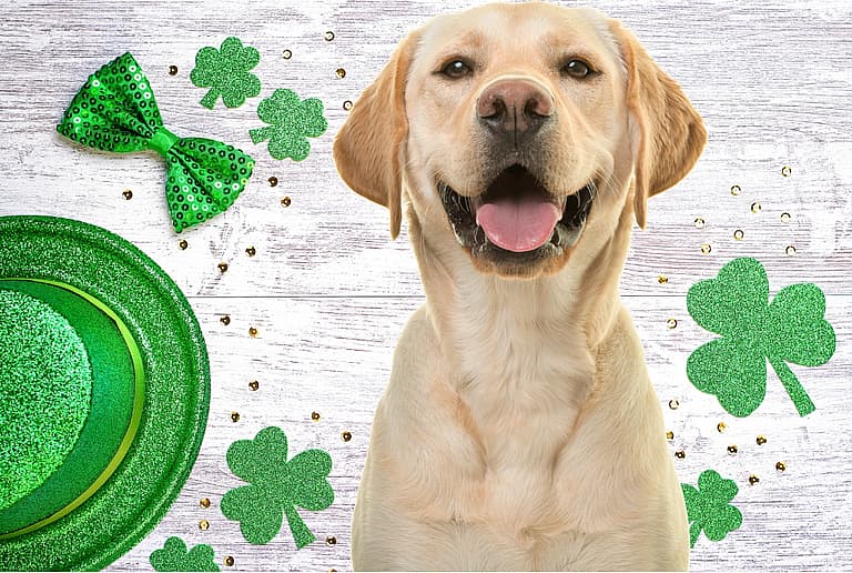 Irish Dog Names