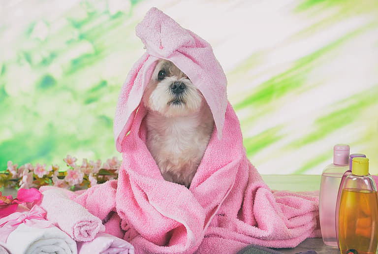 Dog Seasonal Allergies