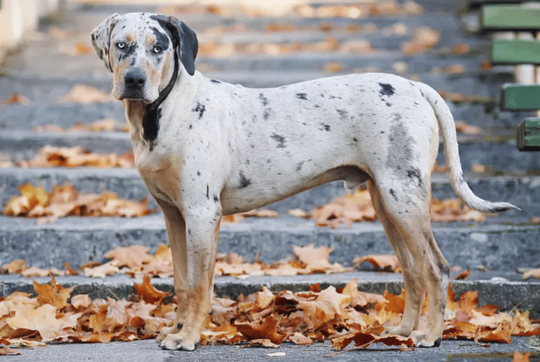 Breeds That Pioneered America-Catahoula Leopard Dog