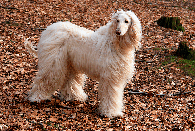 afghan hound