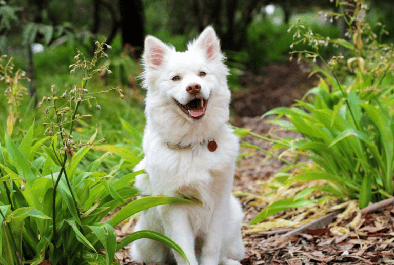 White Dog Names