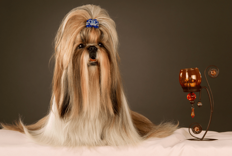 Shih Tzu Names