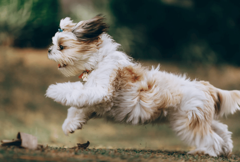 Shih Tzu Names