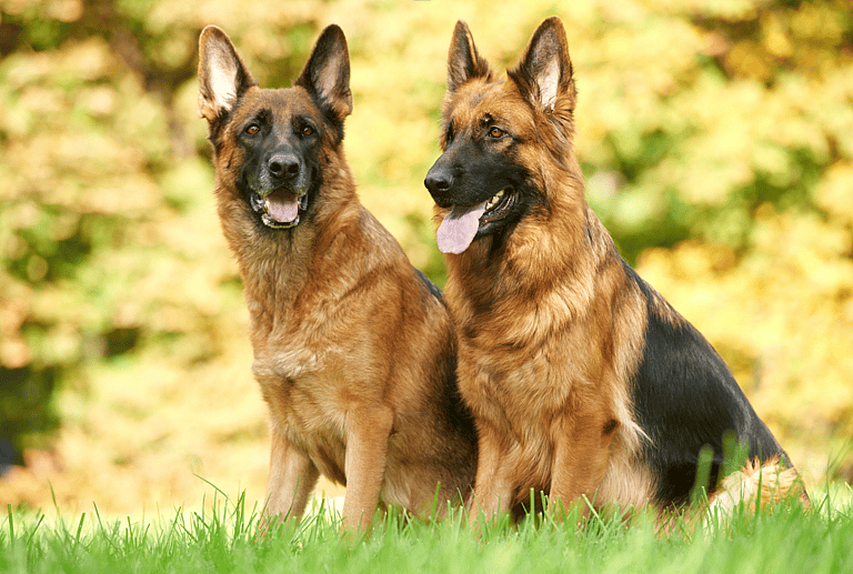 German Shepherd Names