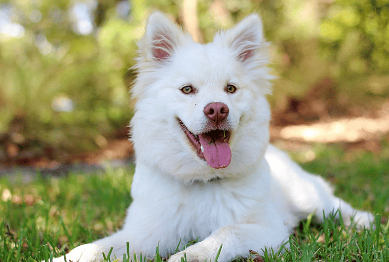 White Girl Dog Names