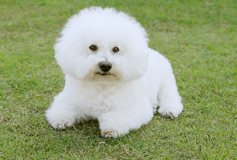 White Fluffy dog - Bichon Fries