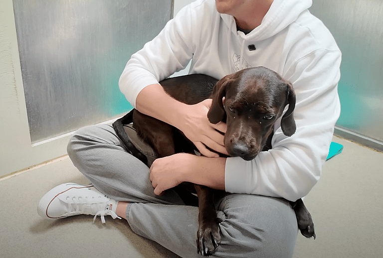 sitting with dogs - Jenny
